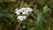 Common yarrow or milfoil