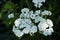 Common yarrow white flowers. Medicinal wild herb Yarrow. Medical plants concept. Nature in summer, wild flowers in meadow Yarrow