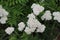 Common yarrow wildflower white florets