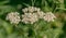 Common Yarrow â€“ Achillea millefolium