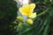 Common yellow prairie flower with green stem in the garden