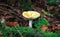 Common yellow russula mushroom Russula ochroleuca