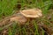 Common Yellow Russula mushrooms in the grass - Russula ochroleuca