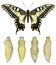 Common yellow swallowtail, Papilio machaon