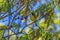 Common Yellow-throat Perched on a Limb