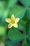 Common yellow woodsorrel or Common yellow oxalis (Oxalis stricta