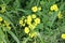 Common yellow woodsorrel (Oxalis stricta) in bloom : (pix Sanjiv Shukla)