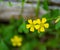 Common Yellow Woodsorrel Wildflower Oxalis stricta