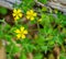 Common Yellow Woodsorrel Wildflower Oxalis stricta