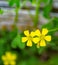 Common Yellow Woodsorrel Wildflower Oxalis stricta