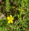 Common Yellow Woodsorrel Wildflower, Oxalis stricta