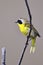 Common Yellowthroat