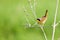 Common Yellowthroat