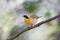 Common Yellowthroat