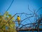 Common Yellowthroat Bird perched on a bare branch