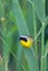 Common Yellowthroat (Geothlypis trichas)