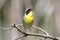 Common Yellowthroat (Geothlypis trichas)