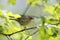 Common Yellowthroat (Geothlypis trichas trichas)