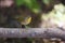 Common Yellowthroat (Geothlypis trichas trichas)