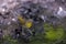 Common Yellowthroat (Geothlypis trichas trichas)