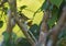 Common Yellowthroat hiding in dense vegetation