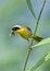 Common Yellowthroat with Insects