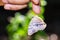Common yeoman butterfly hanging on finger