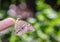 Common yeoman butterfly hanging on finger