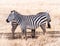 Common zebra