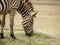 The Common Zebra, aka Plains Zebra, Equus quagga, eating hay.