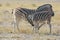 Common Zebra Equus quagga in the Etosha National Park Namibia