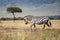 Common zebra, Equus Quagga, walking across the grasslands of the Masai Mara, Kenya. Side view with acacia trees and the Oloololo