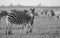 Common Zebra foraging in black and white