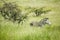 Common Zebra in green grass of Lewa Conservancy, North Kenya, Africa