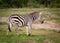 Common zebra of Kenya walks across grasslands in winter