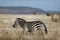 Common zebra in Lewa Conservancy, Kenya