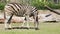 Common Zebra, science names Equus burchellii, eating in grass field, HD