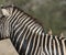 Common Zebra, South, Africa