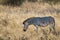 Common Zebra, South, Africa