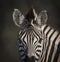 Common Zebra, South, Africa