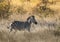 Common Zebra, South, Africa