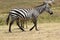 Common zebra walking