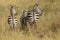 Common zebras from behind