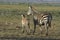 Common Zebras Equus Burchells Punda Milia