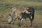 Common Zebras Equus Burchells Punda Milia