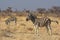 Common zebras Equus quagga