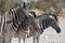 Common zebras Equus quagga