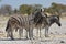 Common zebras Equus quagga