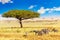 Common zebras Equus Quagga walking in the Masai Mara National Park near big acacia tree. African landscape. Kenya, Africa