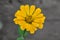 Common zinnia